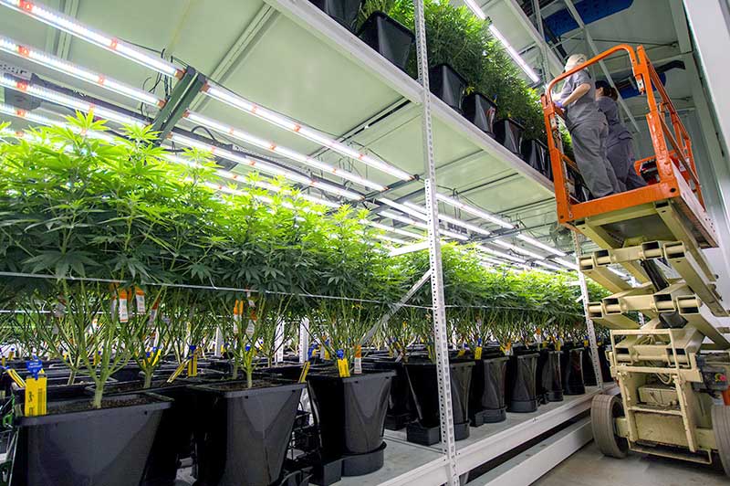 Medical Cannabis Commercial Grow Vertical Racking