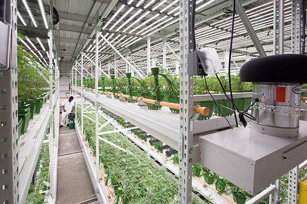 two tier cannabis vertical grow system